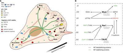 The emerging role of microtubules in invasion plasticity